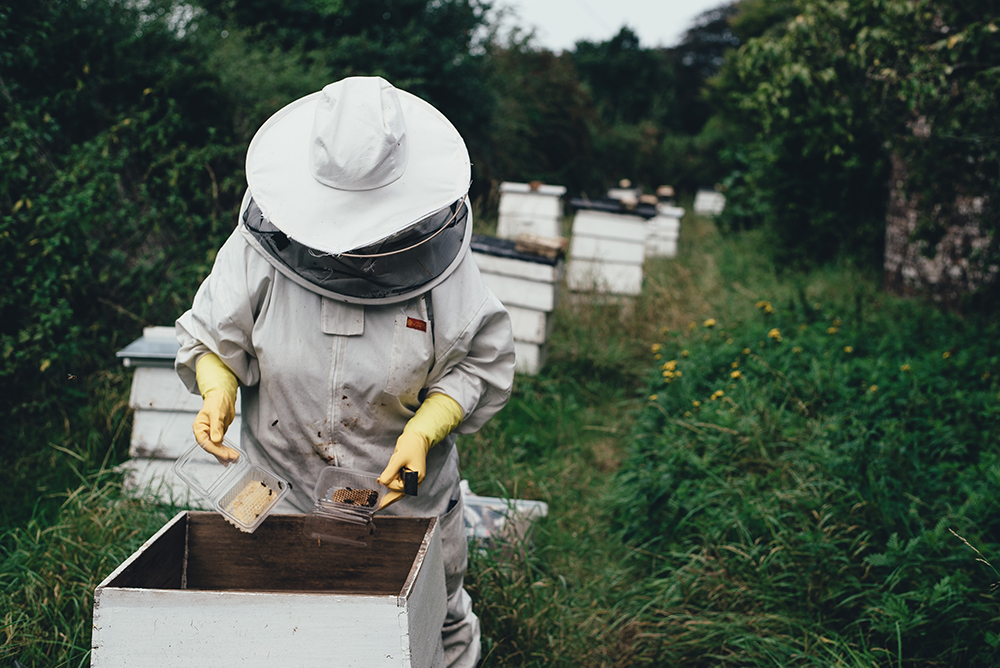 Bee keeper at hive